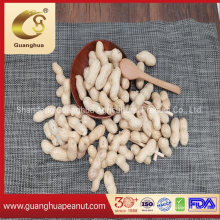 Hot Sale Exporting Quality Roasted Peanut in Shell with Good Price